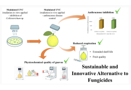 uando la luz sustituye a los fungicidas: la UV-C modulada revoluciona el tratamiento postcosecha de las Guayabas
